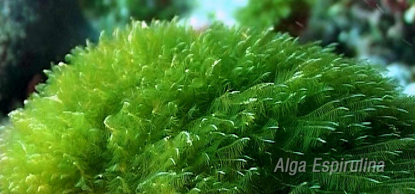 alga espirulina