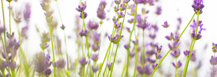 lavanda