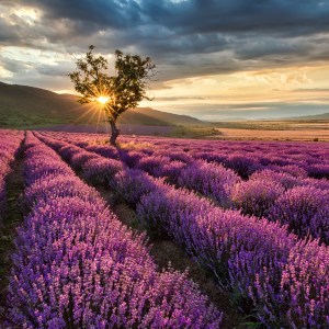 lavanda